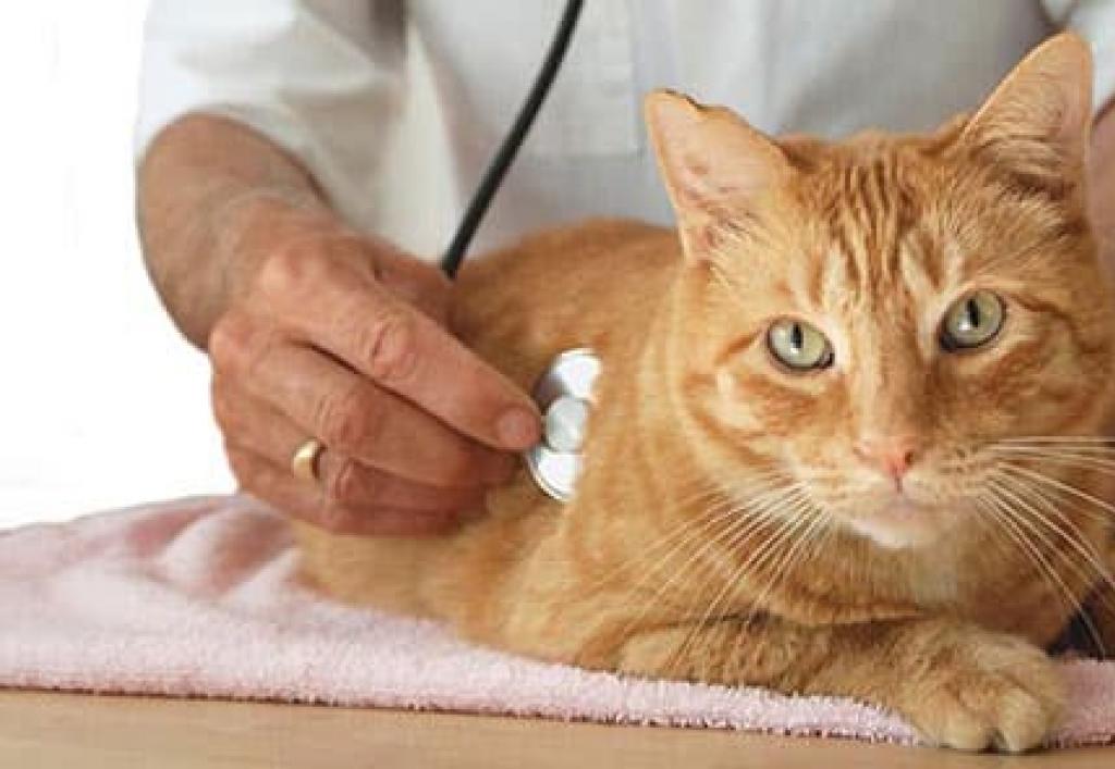 Камни в почках у кошек — мочекаменная болезнь Камни в почках у котов симптомы лечение