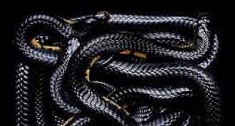 Pourquoi les serpents noirs rêvent-ils d'une femme