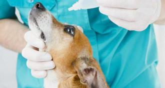 Konjunktivīta ārstēšana un profilakse suņiem