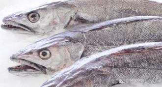 Свойства на рибата мерлуза, нейния състав, ползи и вреди за тялото