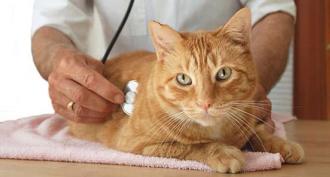 बिल्लियों में गुर्दे की पथरी - यूरोलिथियासिस बिल्लियों में गुर्दे की पथरी के लक्षण उपचार