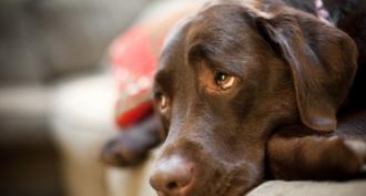 Ставни заболявания при кучета: класификация, симптоми и лечение