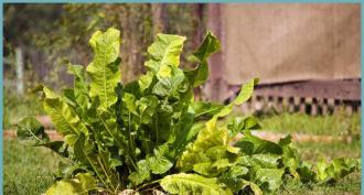 Şifalı bitkiler: Yaban turpu - kullanımları ve preparatları