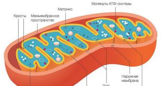 Ką sintetina mitochondrijos?
