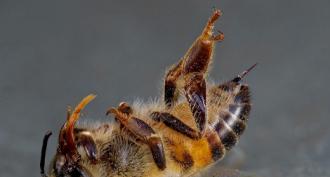 Bišu masveida nāve sasniegusi Krieviju Visas bites mirs