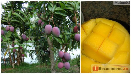 Mango Fruit Ar Bandėte Tikra Prinoke Mango Kaip Tinkamai Suvartoti Pasirinkti Ir Issaugoti Mango Naudingos Savybės Zala Ir Net Kontraindikacijos Ir Kodėl Sis Vaisius Taip Isgydo Kaip Pasirinkti Prinokusį Manga