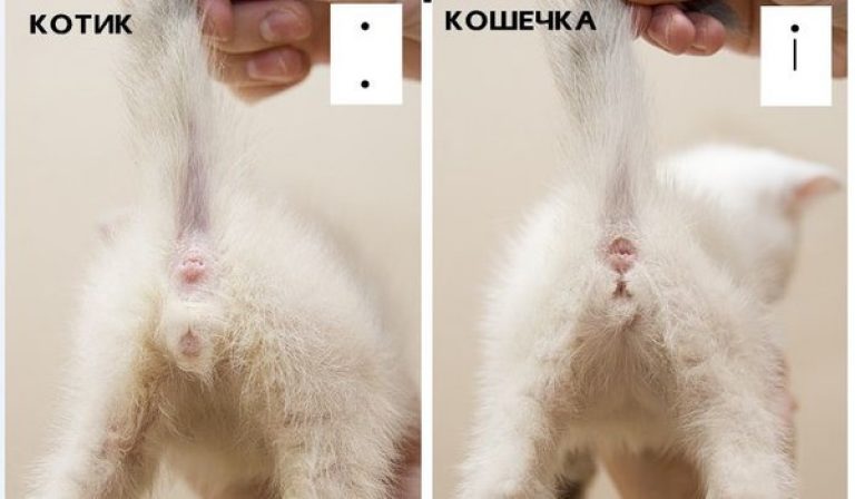 Fark Yavru Kedi Kiz Erkeklerden Genc Bir Kediyi Kucuk Bir Kediden Nasil Ayirt Edebilirim